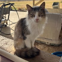 Thumbnail photo of Chesney #1