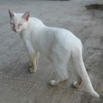 Thumbnail photo of Shiro #2