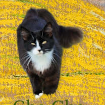 Thumbnail photo of Cha Cha #2