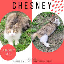 Thumbnail photo of Chesney #2