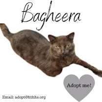 Thumbnail photo of Bagheera #2