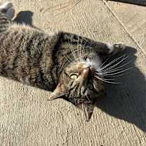 Thumbnail photo of Sansa #2