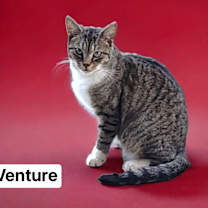 Thumbnail photo of Venture #4
