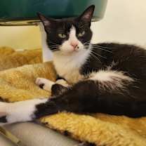 Thumbnail photo of Cleocatra (Sea Foam) #1