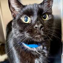 Thumbnail photo of Atticus #1
