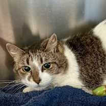 Thumbnail photo of Gertrude #1