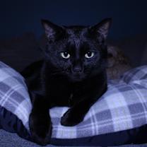 Thumbnail photo of Onyx #1
