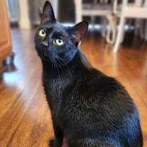Thumbnail photo of Onyx #2