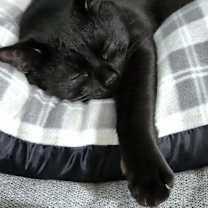Thumbnail photo of Onyx #3