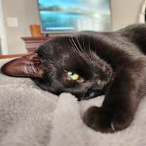 Thumbnail photo of Onyx #4