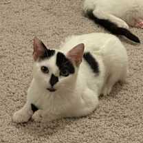 Thumbnail photo of Rabbit #4