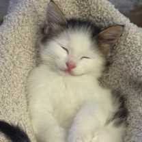 Thumbnail photo of Waylon #2