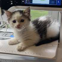 Thumbnail photo of Waylon #3