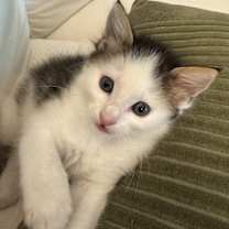 Thumbnail photo of Waylon #4