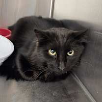 Thumbnail photo of Raven #2