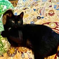 Thumbnail photo of Jada   (Rare Russian Blue) #2