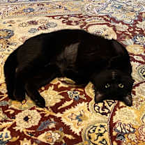 Thumbnail photo of Jada   (Rare Russian Blue) #3