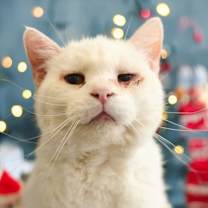 Thumbnail photo of Snow - Foster #2