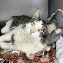 Thumbnail photo of Xander #4