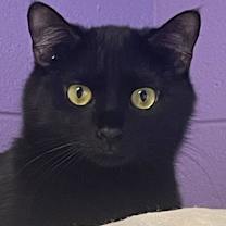 Thumbnail photo of Octavian #2