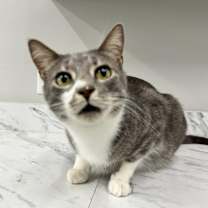 Thumbnail photo of Rascal #4