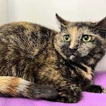 Thumbnail photo of Octave #2