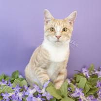 Thumbnail photo of Willie #4