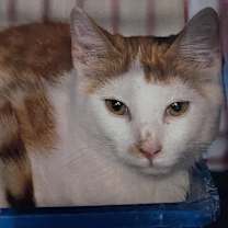 Thumbnail photo of Ginger #2