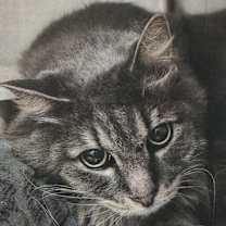 Thumbnail photo of Tommy #2