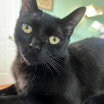 Thumbnail photo of Mirabel #3