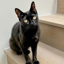 Thumbnail photo of Mirabel #4