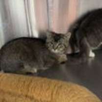 Thumbnail photo of Hunter #1