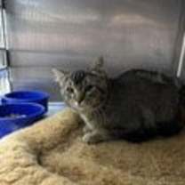 Thumbnail photo of Hunter #2