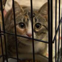 Thumbnail photo of Calicos - Suzannah #3