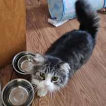 Thumbnail photo of Cleo #1