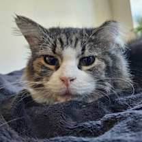 Thumbnail photo of Cleo #2