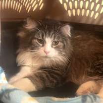 Thumbnail photo of Cleo #3