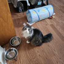 Thumbnail photo of Cleo #4