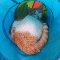 Thumbnail photo of Pharaoh #1