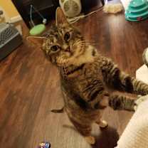 Thumbnail photo of Boots (and Caesar) #1