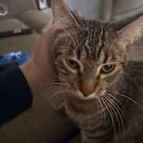 Thumbnail photo of Howie C4598 #2