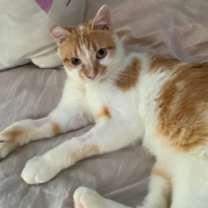 Thumbnail photo of Casserole #1