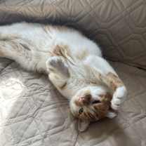 Thumbnail photo of Casserole #3