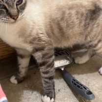 Thumbnail photo of Scarlet #1
