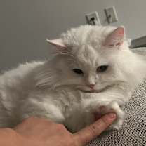 Thumbnail photo of Luca #3