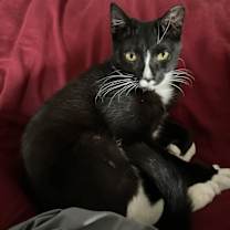 Thumbnail photo of Carlton #3