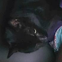 Thumbnail photo of Daddy-o! #3