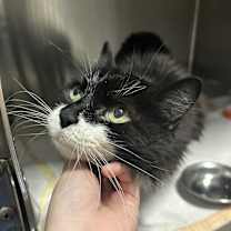 Thumbnail photo of LOLA #2