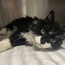 Thumbnail photo of LOLA #3