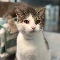 Thumbnail photo of Tart #1
